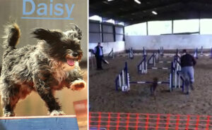 Daisy the agility dog
