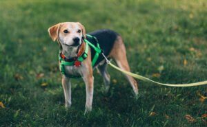 Dog Walkers Top Tips Blog