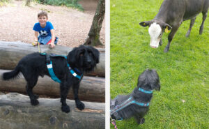 Dylan the dog inspirated Respect the Lead campaign
