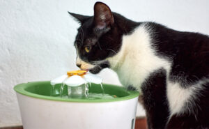 Senior cats would like water higher for easy drinking