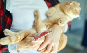 Help groom your elderly cat and bond