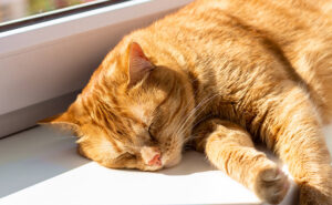 Mature cats might need help accessing places