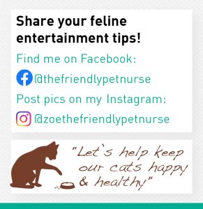 Share your feline entertainment tips