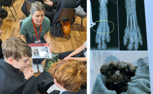 represent the veterinary nursing profession