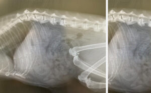 Arthritis in cats xray