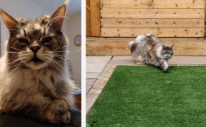 Grace the family Maine Coon