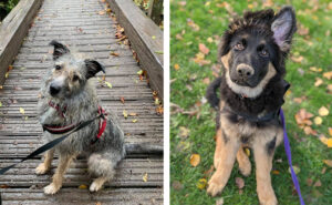 Gypsy and Storm | Horsham owners dogs