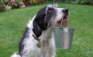 Harry the dog great with tricks