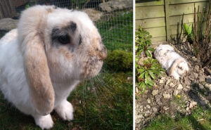 Lucky our pet rabbit | The Friendly Pet Nurse