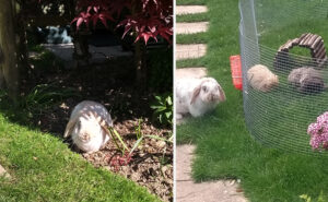 Blog about our pet rabbit Lucky