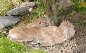 Mia and Murphy Pet Rabbits