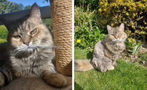 Millie the rescue cat | Lion clip fur