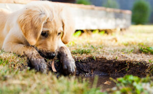 Local down puppies into all things new