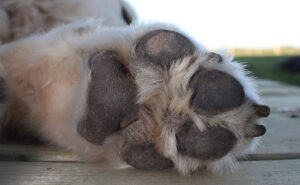 Dog nail clipping service