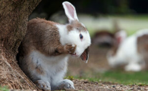 Home nail clipping for rabbits
