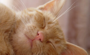 Settling in a new cat | Horsham