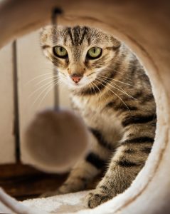Optimizing A Cat’s Environment - The Firendly Pet Nurse - Horsham