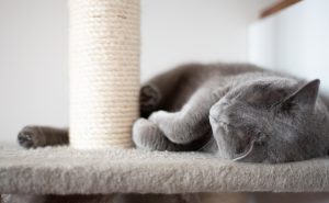 Cat Sitting by a professional