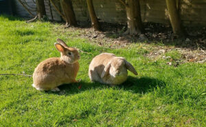 Rabbit Awarness Week