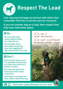 I'm not confident around other dogs