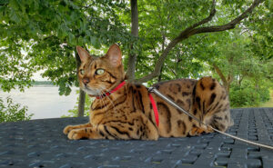 Rosy the Bengal cat | Canada