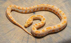 Working for VetCheck Vet Nurse Snake