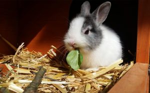 Rabbits in summer beware flystrike