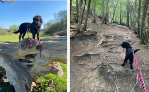 Waling Dylan the dog in Sussex and respecting the lead