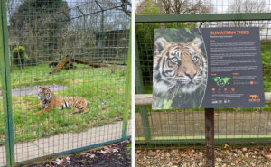 The Big Cat Sanctuary Tigers