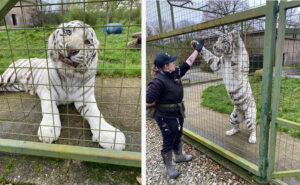 Friendly Pet Nurse visits The Big Cat Sanctuary Tiger
