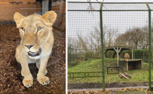Lions at The Big Cat Sanctuary