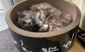 3FatCats Cat Furniture built for them