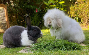 International Rabbit Day: Celebrating with Bugs and Frank