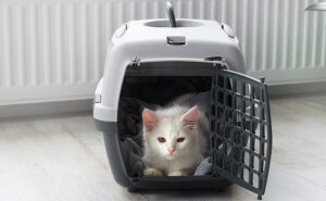Why Does My Cat Run When They See the Vet Basket?
