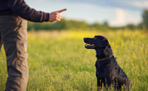 The Commands That Matter More Than Sit
