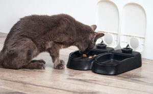 felix five a day cat behaviour