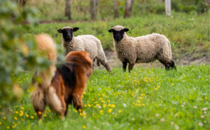 Livestock Worrying: Why Every Dog Owner Needs to Respect the Lead