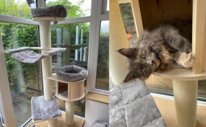 cat tree with scratching posts and places to sleep and hide