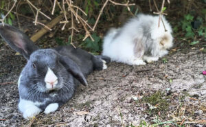 Rabbit Awareness Week 