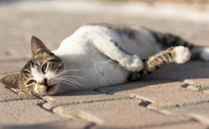 Indoor Cats Need Ventilation and Shade | The Friendly Pet Nurse