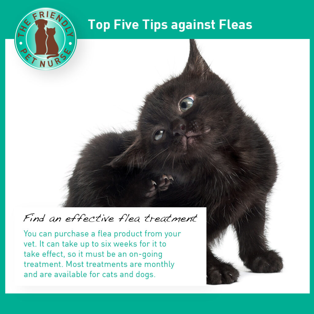 01 Top Tips for fleas, seek treatment