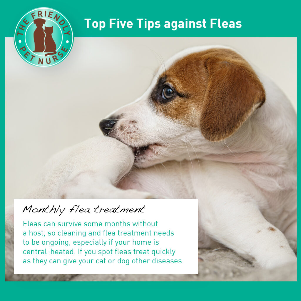 04 Top Tips for fleas, keep ongoing