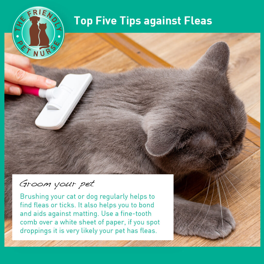 05 Top Tips for fleas, grooming