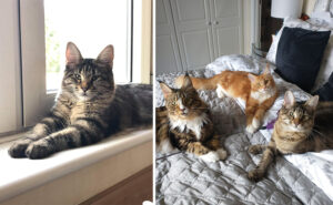Zoe is an excellent cat behaviourist