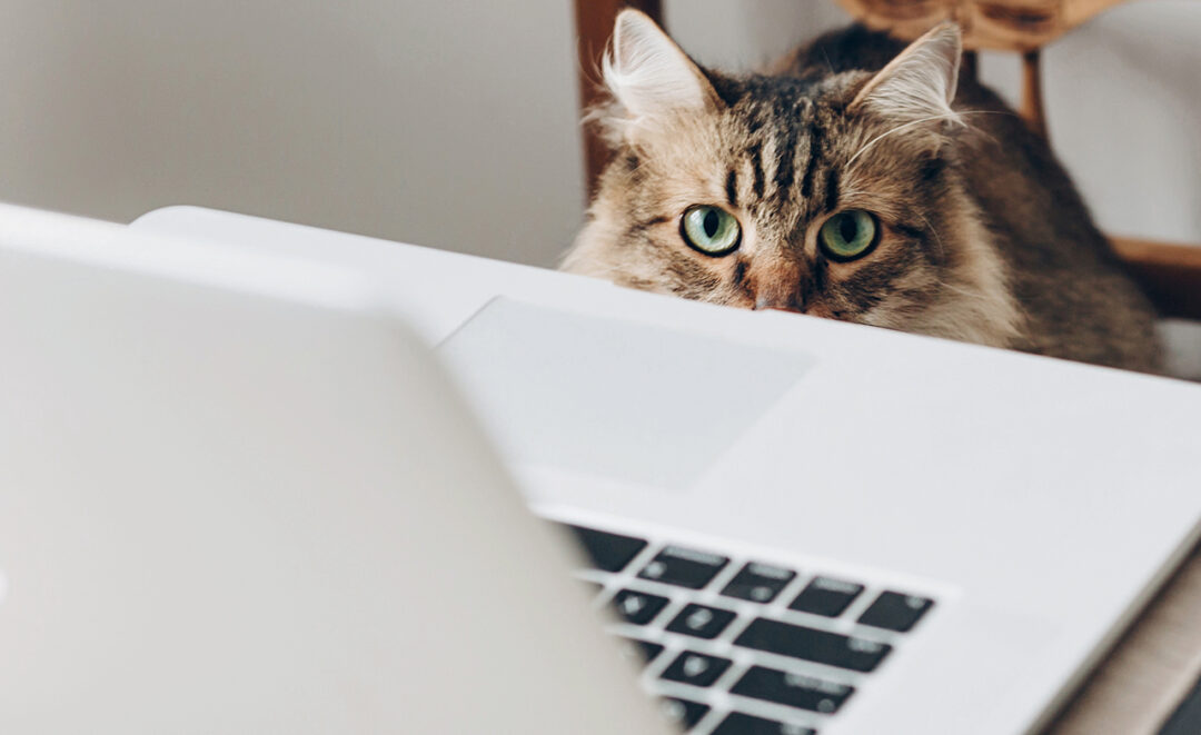 The Friendly Pet Nurse Vet Nurse Writing Articles Portfolio