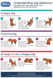RSPCA Understanding dog body language