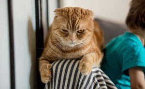 Cat Behaviour Specialist able to help | Horsham