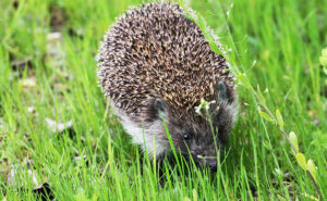 Wildlife garden sees Hedgehogs