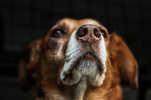 bring your dog to work