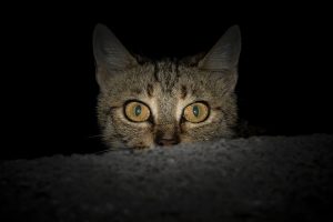 Cat Scared Of Fireworks - How To Help A Cat Fear Of Fireworks Stress